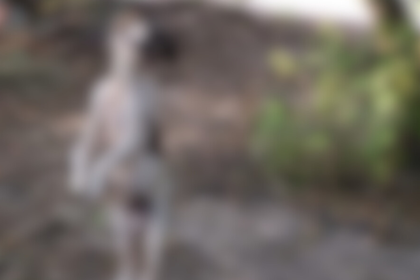 Pitbull é encontrado morto, enforcado em árvore em Venâncio Aires